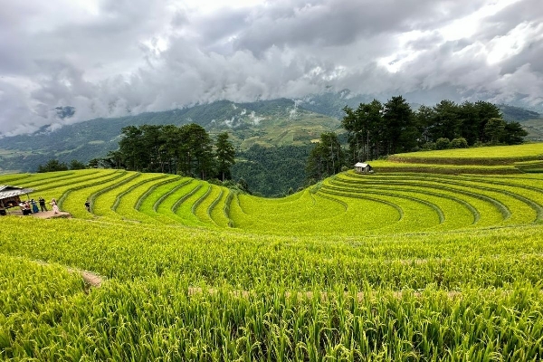 11 Days / 10 Nights -Sapa TuLe  MuCangChai MocChau PuLuong - photo 14